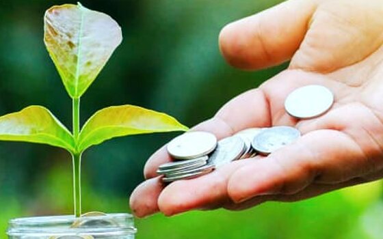 Coins and a seedling growing from a savings jar